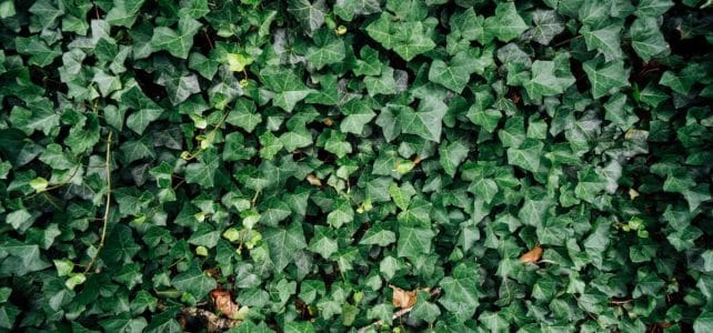 Les plantes grimpantes incontournables pour un jardin ensoleillé